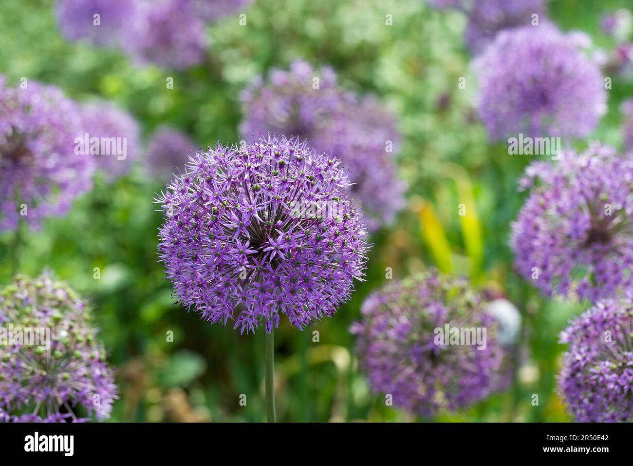 Allium - fiori viola di cipolle decorative, fiorisce in maggio e giugno. Foto Stock