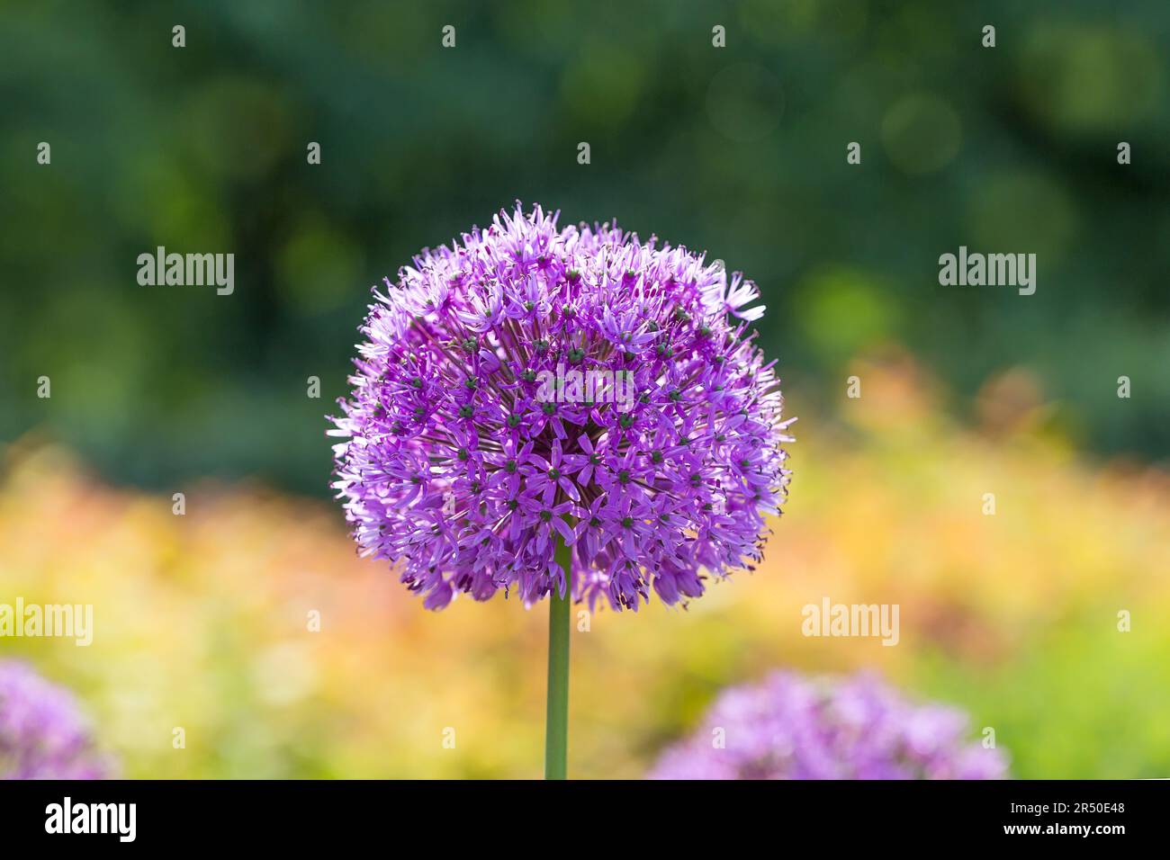 Allium - fiori viola di cipolle decorative, fiorisce in maggio e giugno. Foto Stock