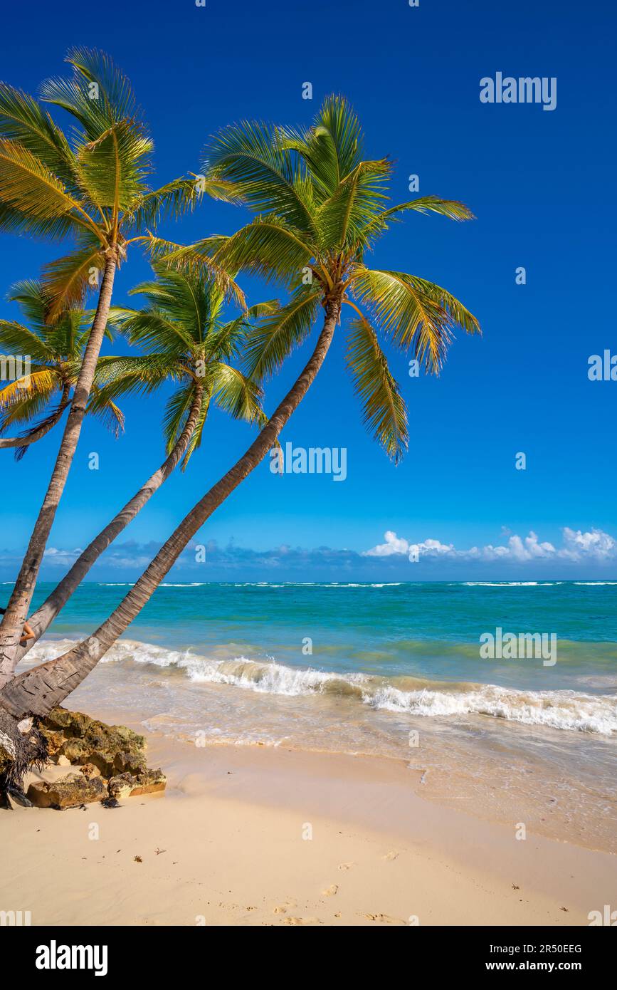 Vista del mare, della spiaggia e delle palme in una giornata di sole, Bavaro Beach, Punta Cana, Repubblica Dominicana, Indie Occidentali, Caraibi, America Centrale Foto Stock