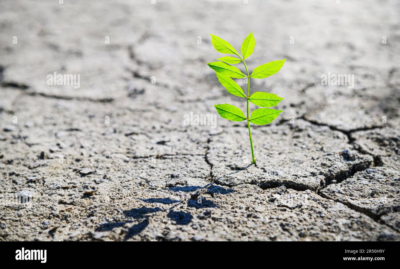 piccolo germoglio verde che cresce nel deserto, concetto di resilienza della vita nel duro ambiente desertico Foto Stock