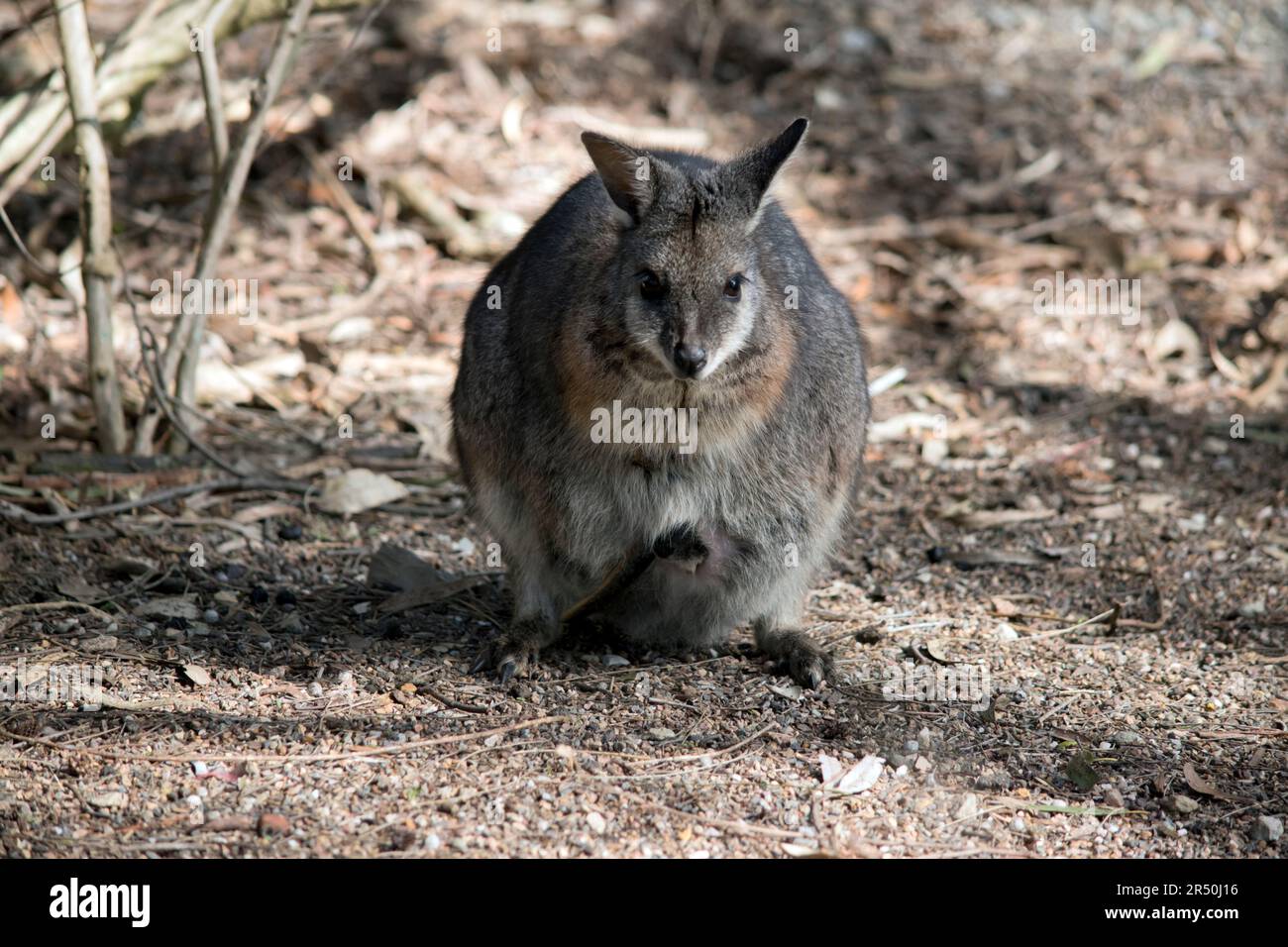 Il wallaby delle mammelle è un piccolo wallaby grigio con le braccia tan e le strisce bianche della guancia e una coda lunga Foto Stock