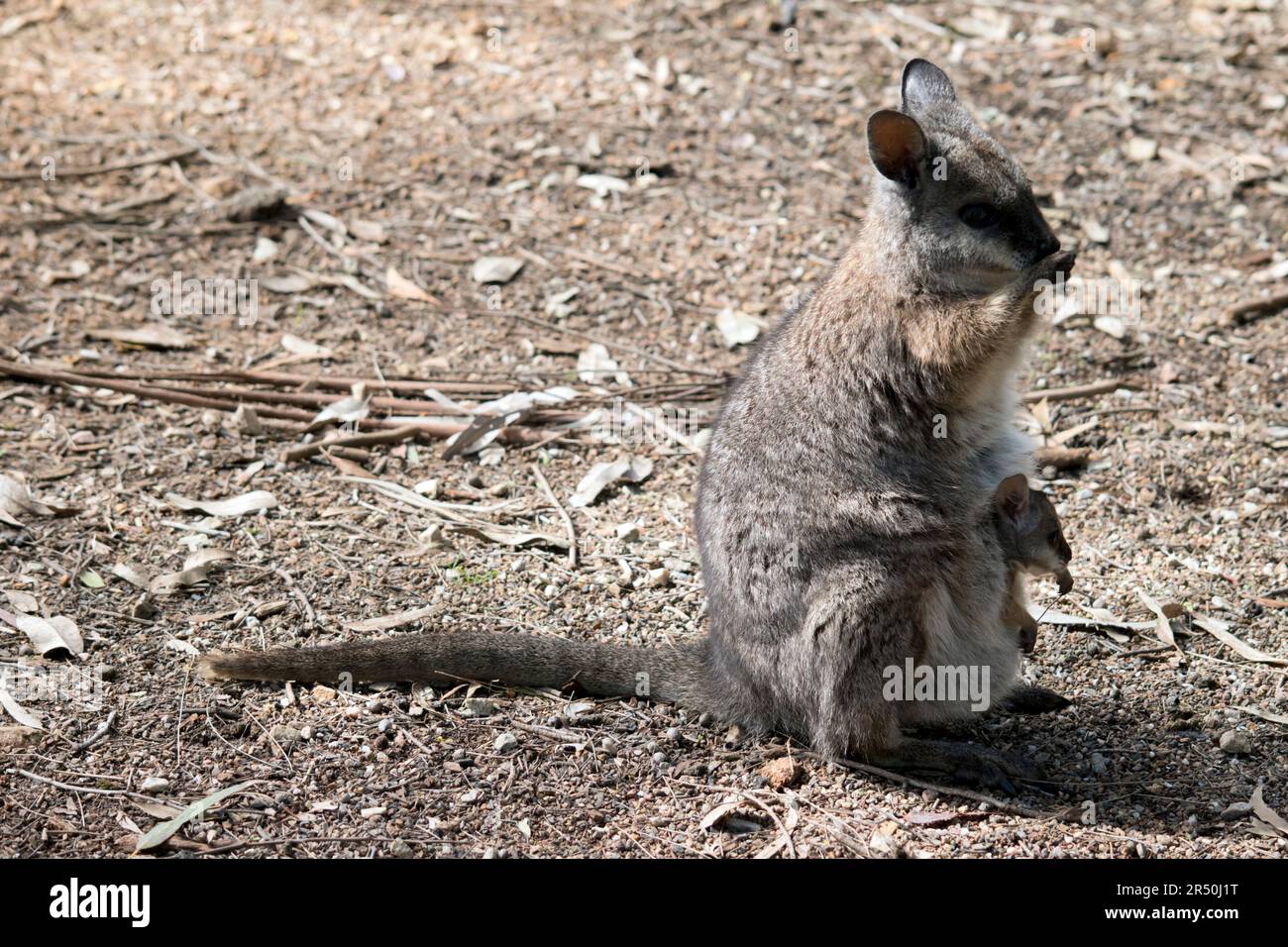 il wallaby delle mammelle è un piccolo marsupiale con un cappotto grigio e braccia tan con strisce bianche della guancia Foto Stock