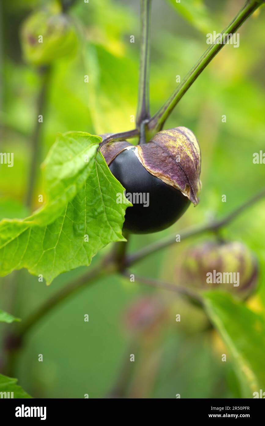 Tomatillo maturo (Physalis philadelphica sin. ixocarpa) sulla pianta Foto Stock
