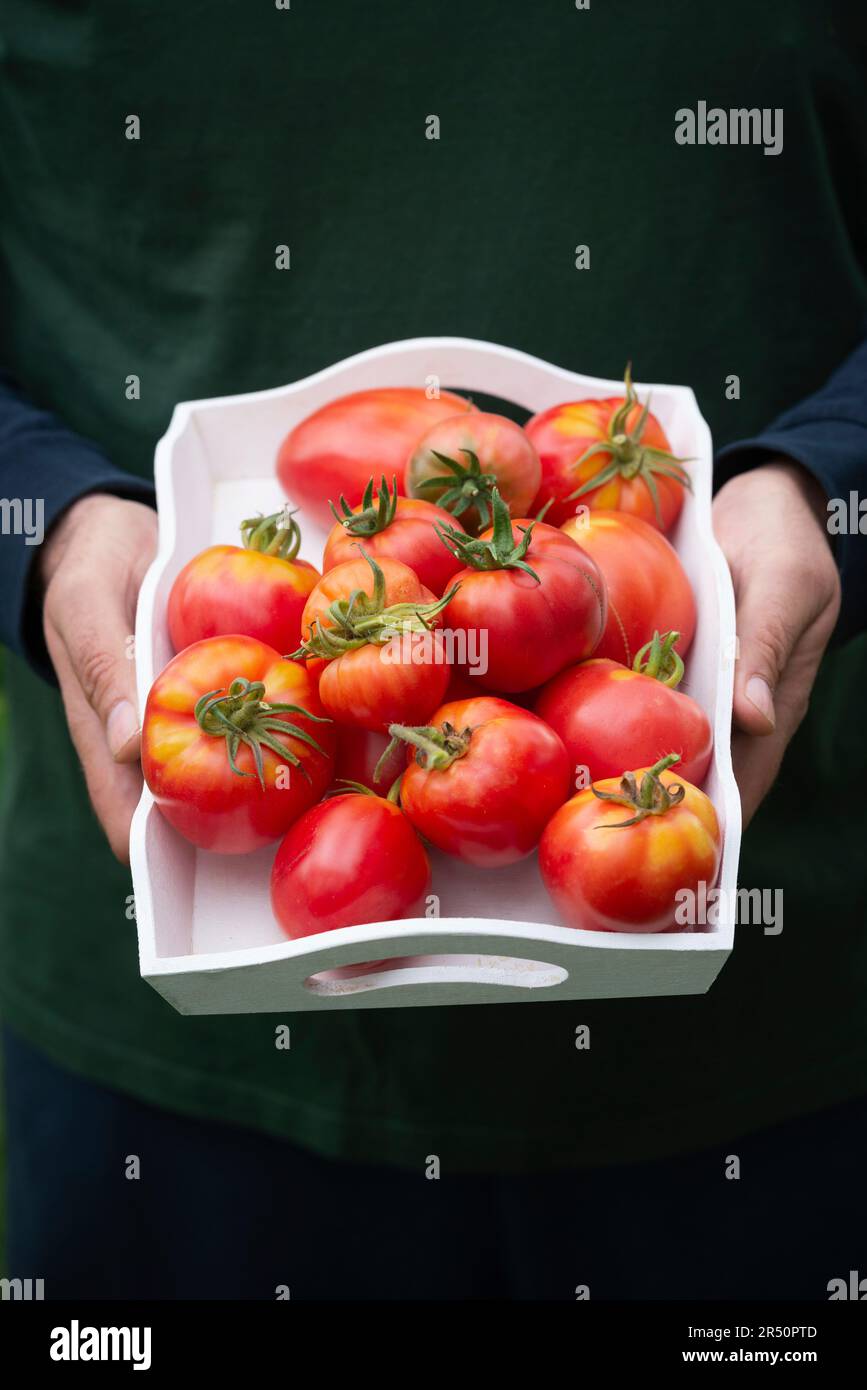 Un uomo che tiene un vassoio di pomodori a cuore di bue Foto Stock