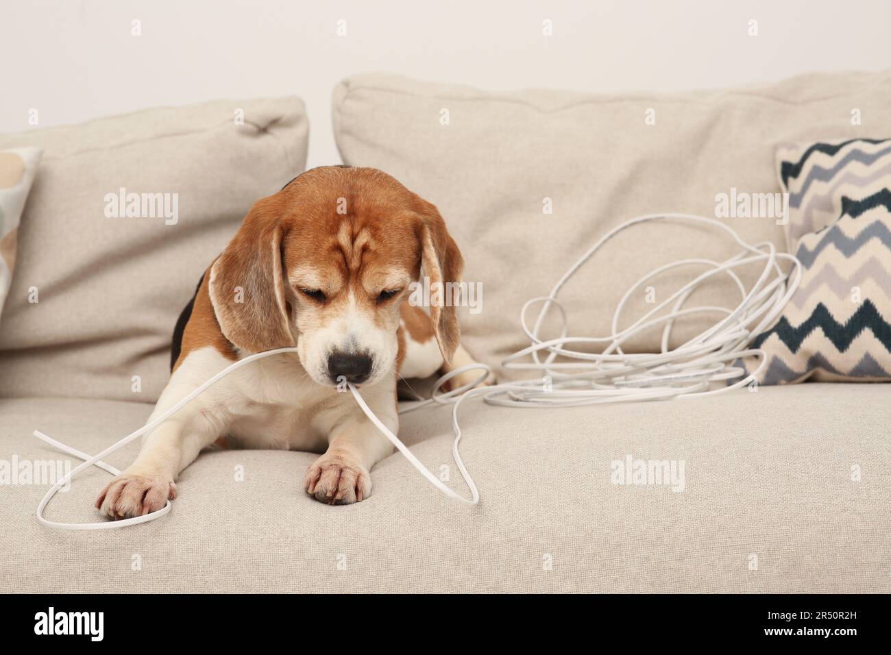 Naughty Beagle cane masticare il filo elettrico sul divano al coperto Foto Stock