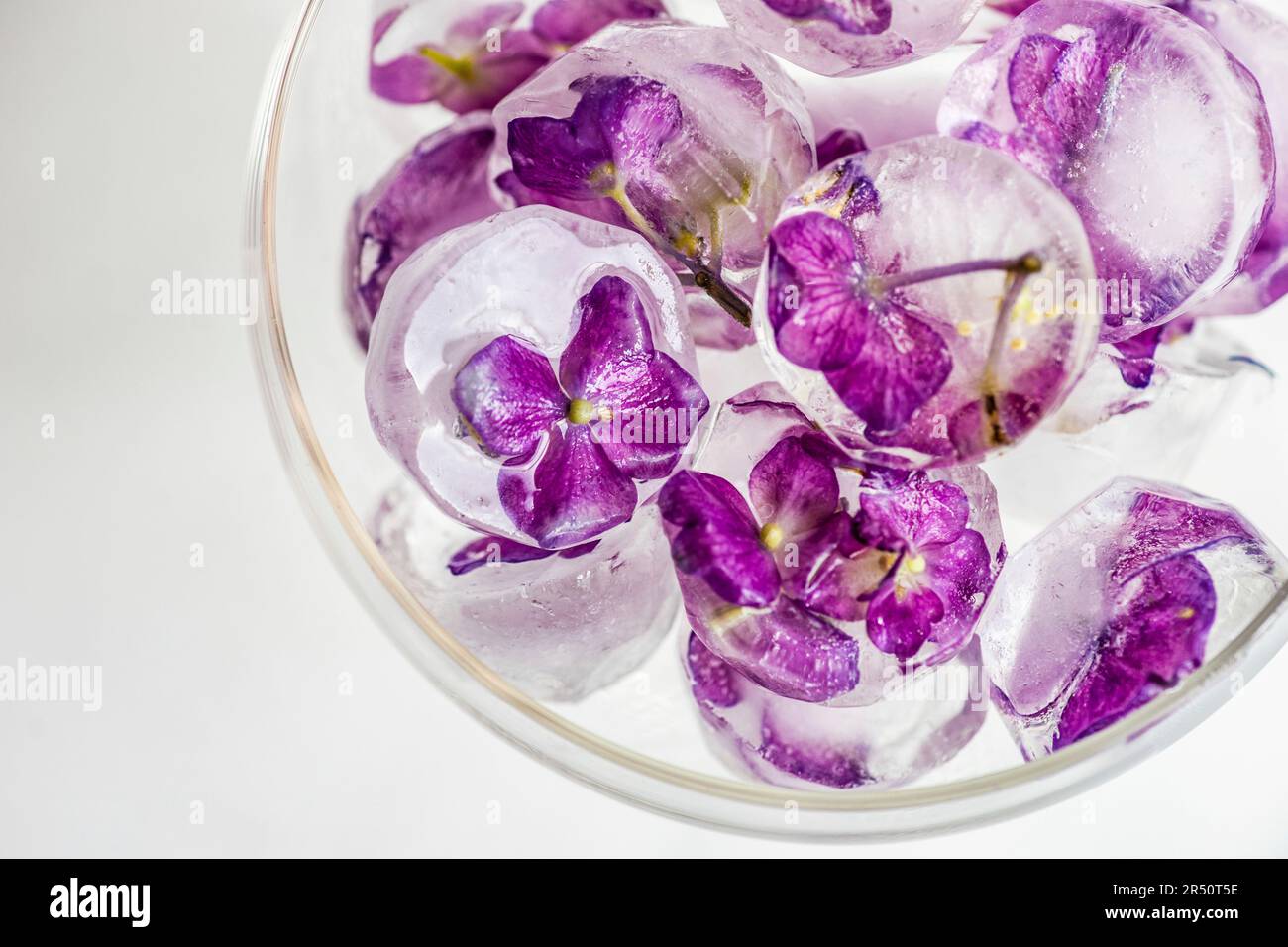 Vetro con cubetti di ghiaccio viola con fiori di ortensia Foto Stock