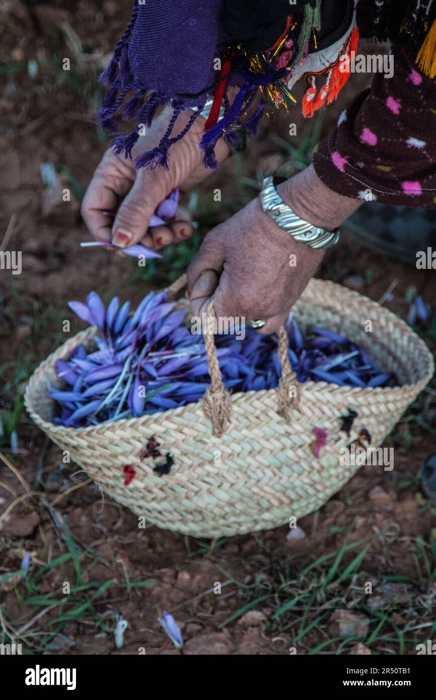 Alba che anticipa la raccolta di fiori di zafferano da parte di coltivatori femminili a Taliouine, Marocco Foto Stock