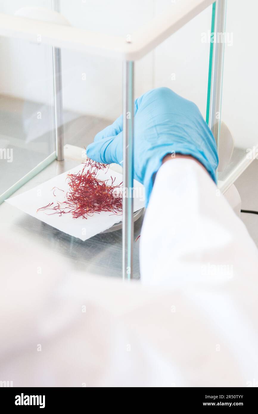 Controllo di qualità dello zafferano e esame di laboratorio presso Maison du Safran, Taliouine, Marocco Foto Stock