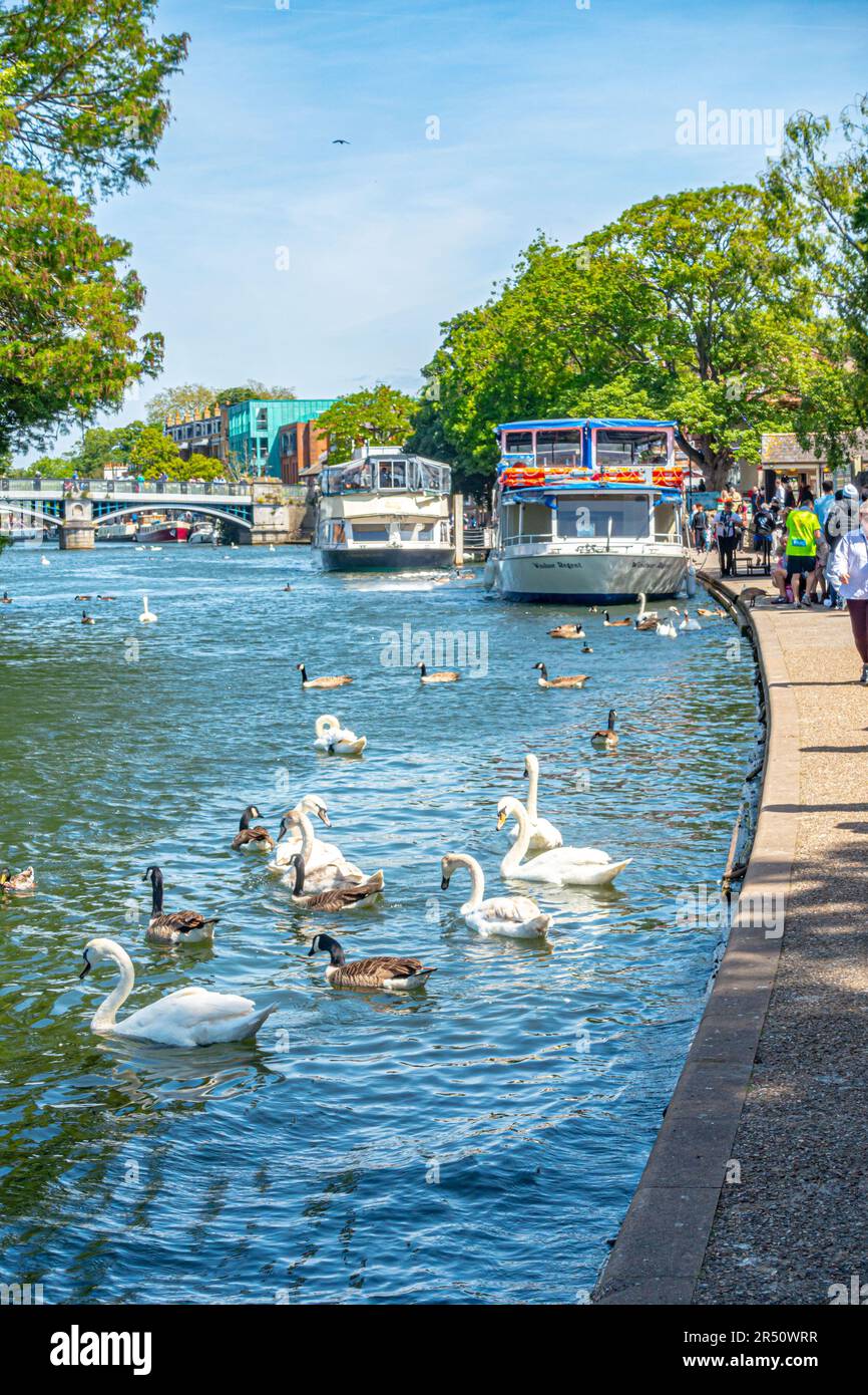 Una vista del fiume Tamigi in Windsor. Un paio di grandi tour barche sono ormeggiate in alto e ci sono un sacco di cigni e oche circa. Foto Stock