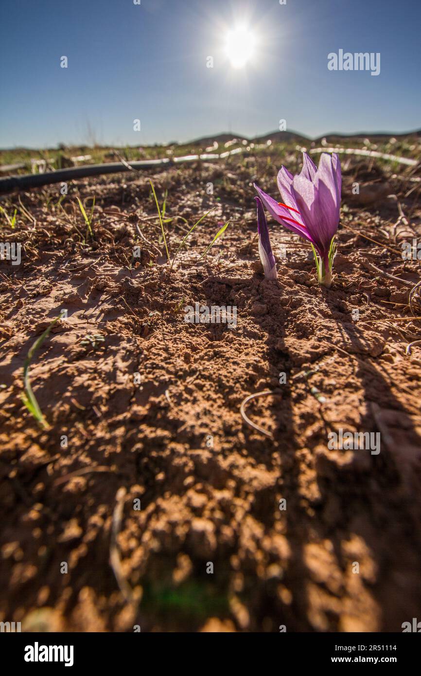 Coltivazione dello zafferano con irrigazione drop-by-drop Foto Stock