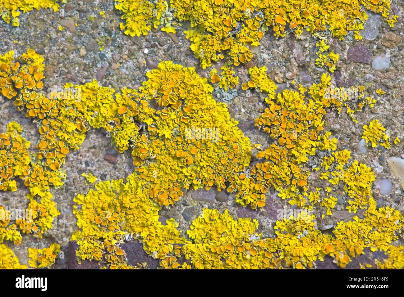 Common Orange Lichen - Xanthoria parietina, Farm Gate Post Foto Stock