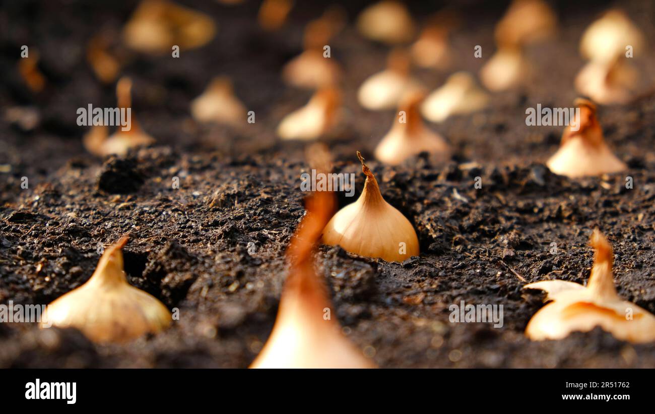 Set di cipolle per piantare in terreno fresco e scuro. Come coltivare cipolle. Bulbi a cipolla. Foto Stock