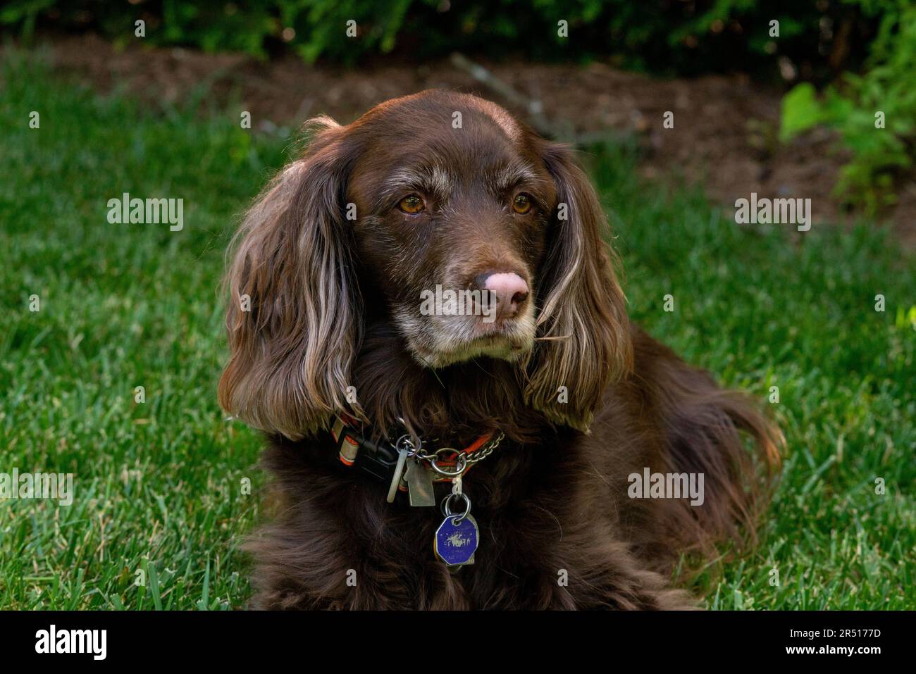 Bruno cocker spaniel cane in erba Foto Stock