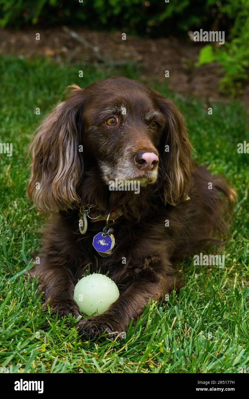 Bruno cocker spaniel cane in erba Foto Stock