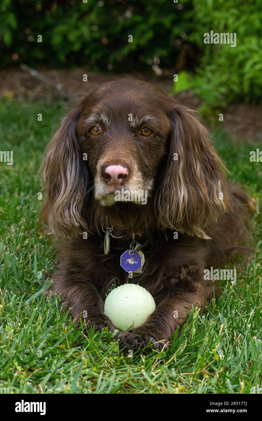 Bruno cocker spaniel cane in erba Foto Stock