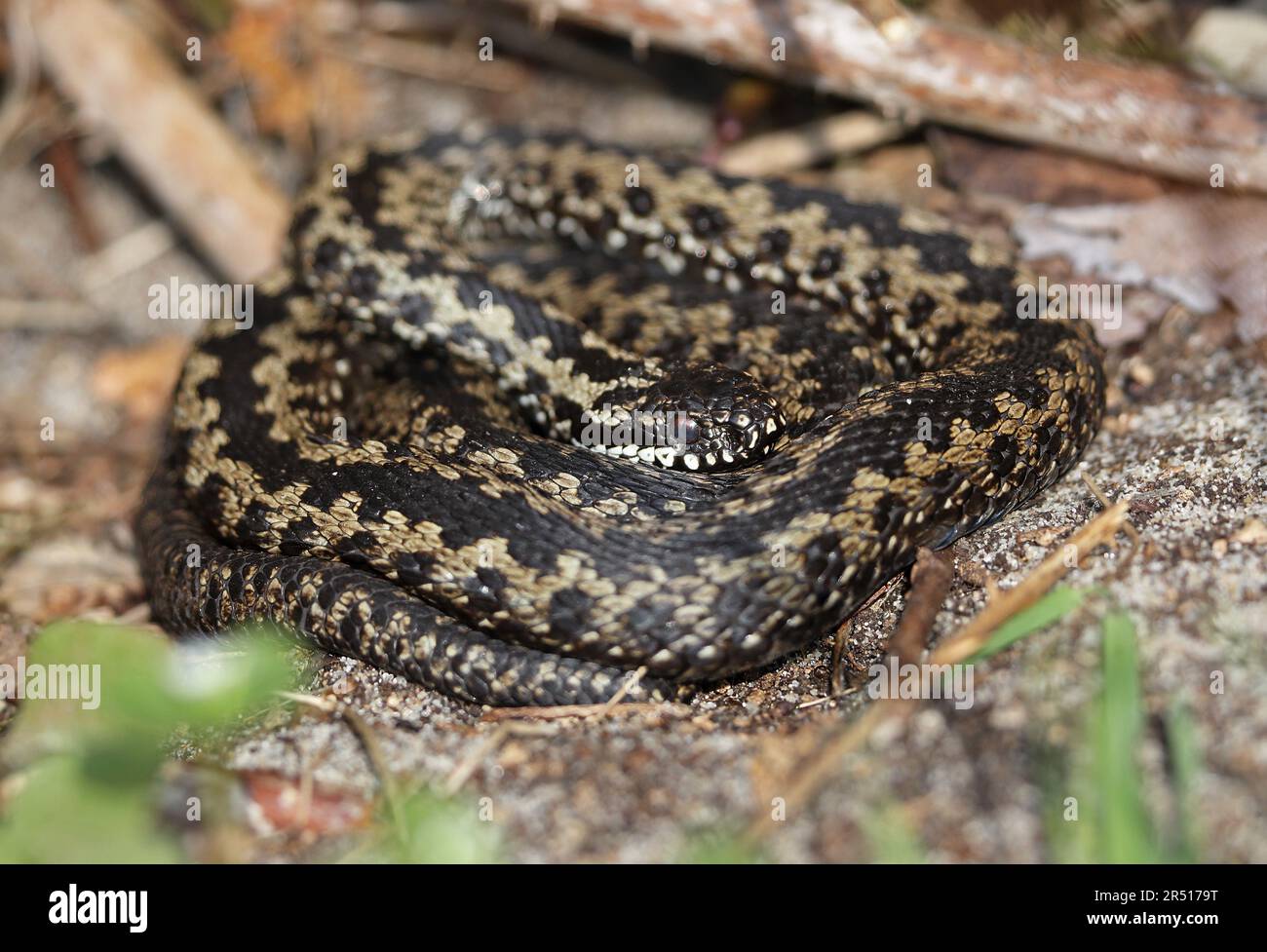 Comune europeo sommatore (Vipera berus) femmina che sunning sulle dune costiere Eccles-on-Sea, Norfolk, UK Aprile Foto Stock