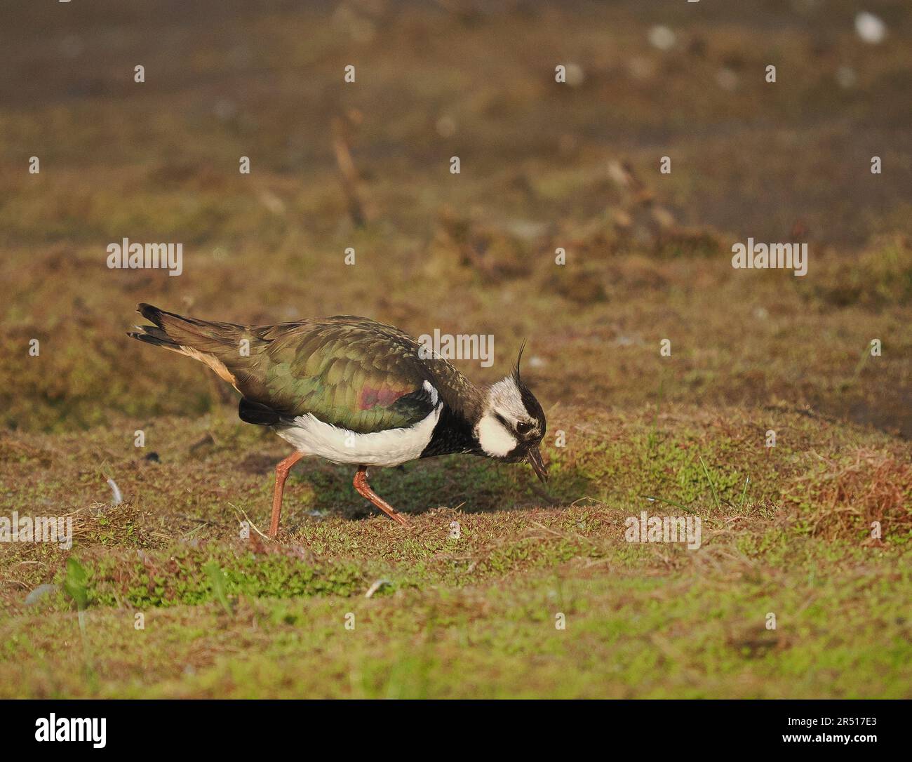 Il lapwing maschio nel piumaggio di allevamento ha più lunghi plumi di testa che le femmine. Foto Stock