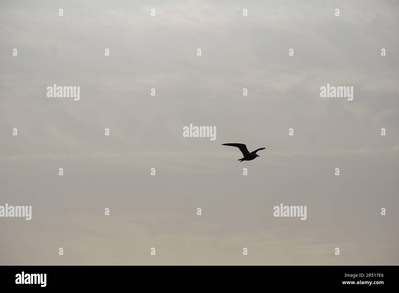 Uccelli che volano sul canale di Suez a PortSaid Foto Stock