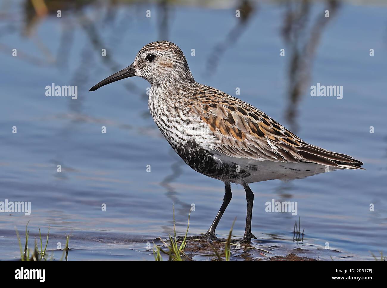 Dunlin (Calidris alpina) adulto permanente al bordo delle acque Eccles-on-Sea, Norfolk, Regno Unito potrebbero Foto Stock