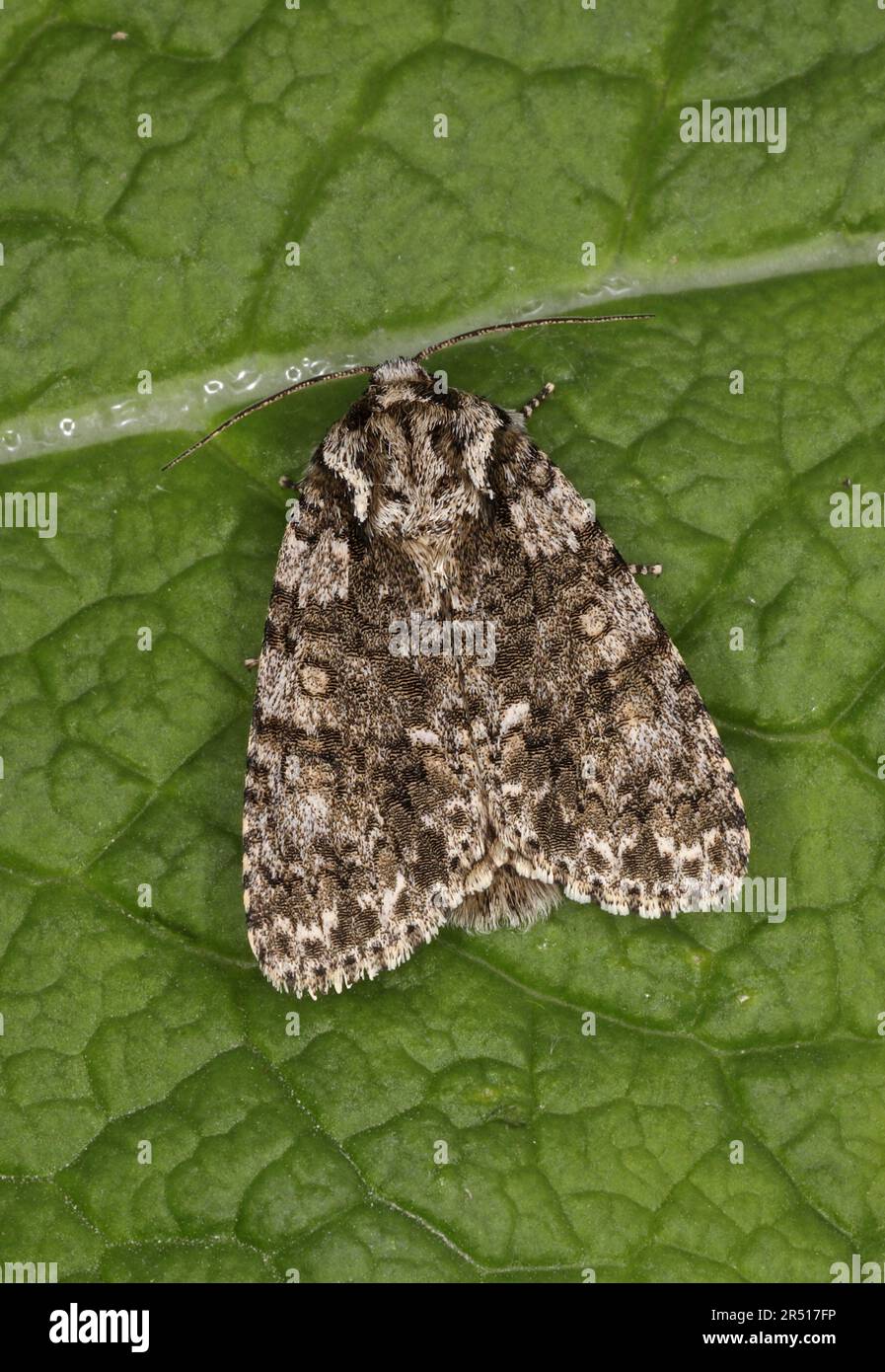 Erba nodo (Acronicta rumicis) adulto a riposo sulla foglia Eccles-on-Sea, Norfolk, UK Maggio Foto Stock