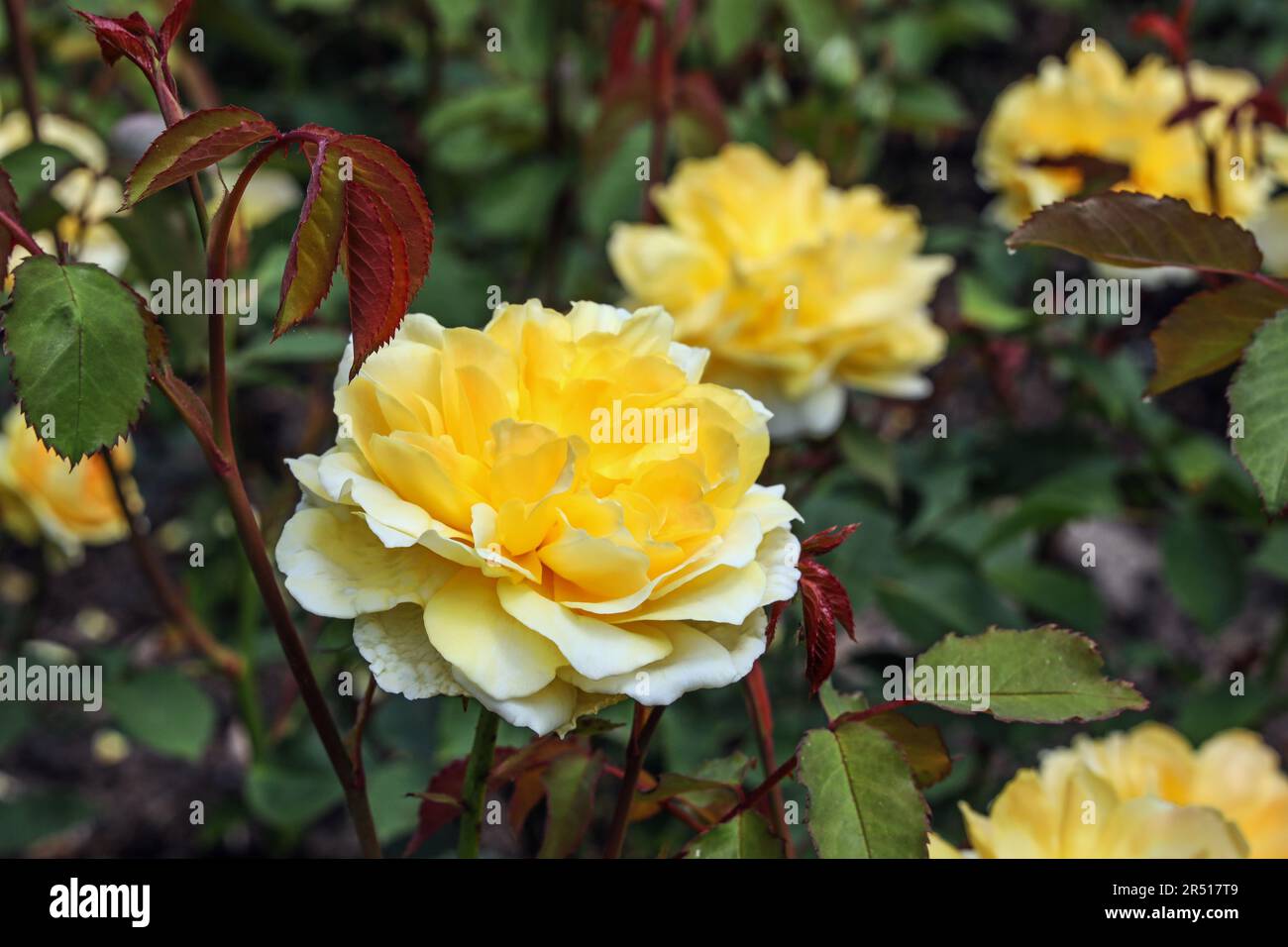 Una bella rosa Molineux di colore giallo tenue circondata da foglie, nel Giardino delle Rose al Monte Edgcumbe Park Cornwall Whitsun 2023 Foto Stock