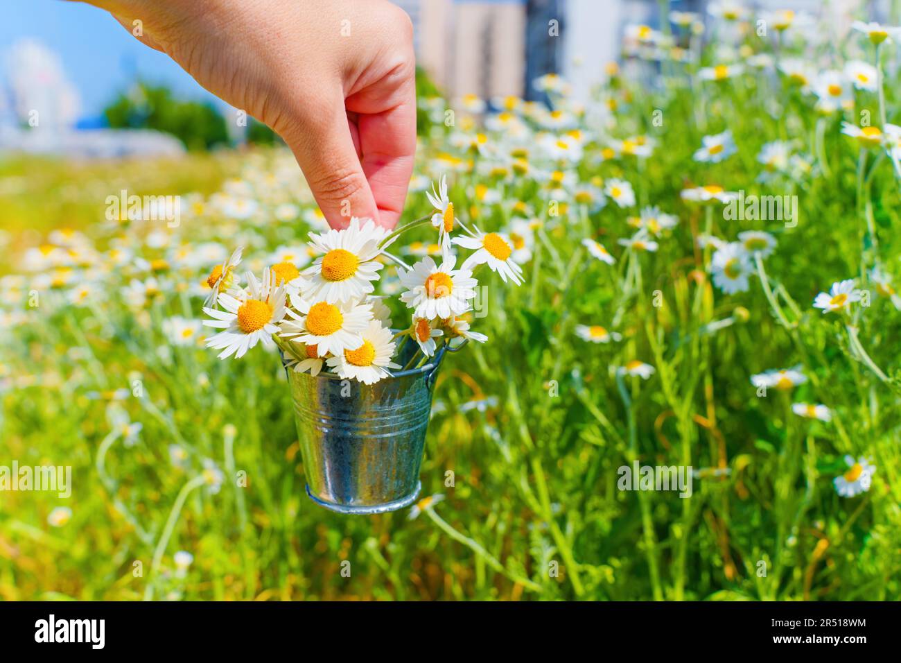La mano tiene un secchio in miniatura, adornato da un affascinante bouquet di margherite, sullo sfondo di un campo pieno di fiori in fiore e il distan Foto Stock