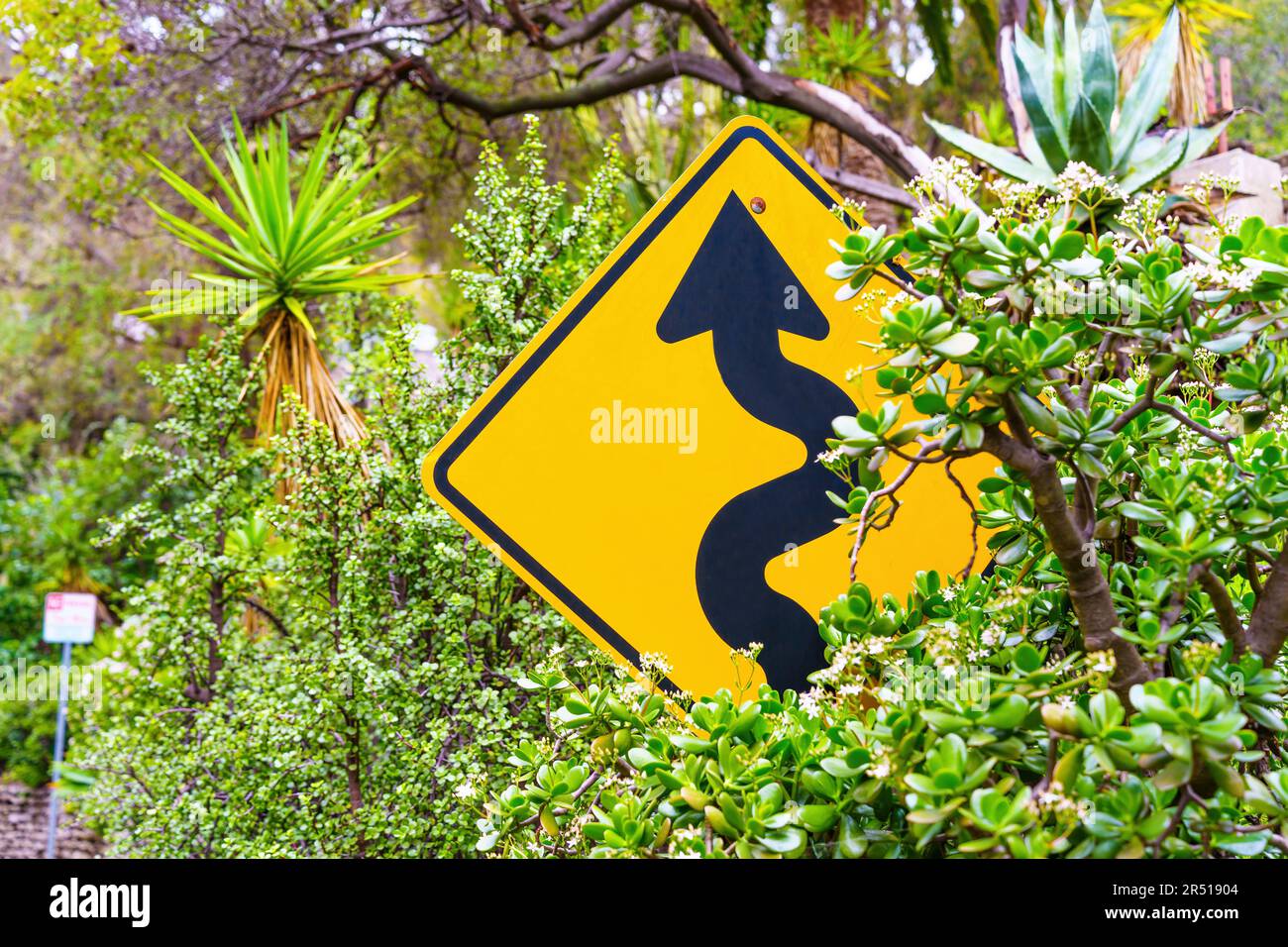 Primo piano del cartello stradale "strada tortuosa" parzialmente nascosto dal lussureggiante fogliame di un albero di denaro e di altre piante verdi. Foto Stock