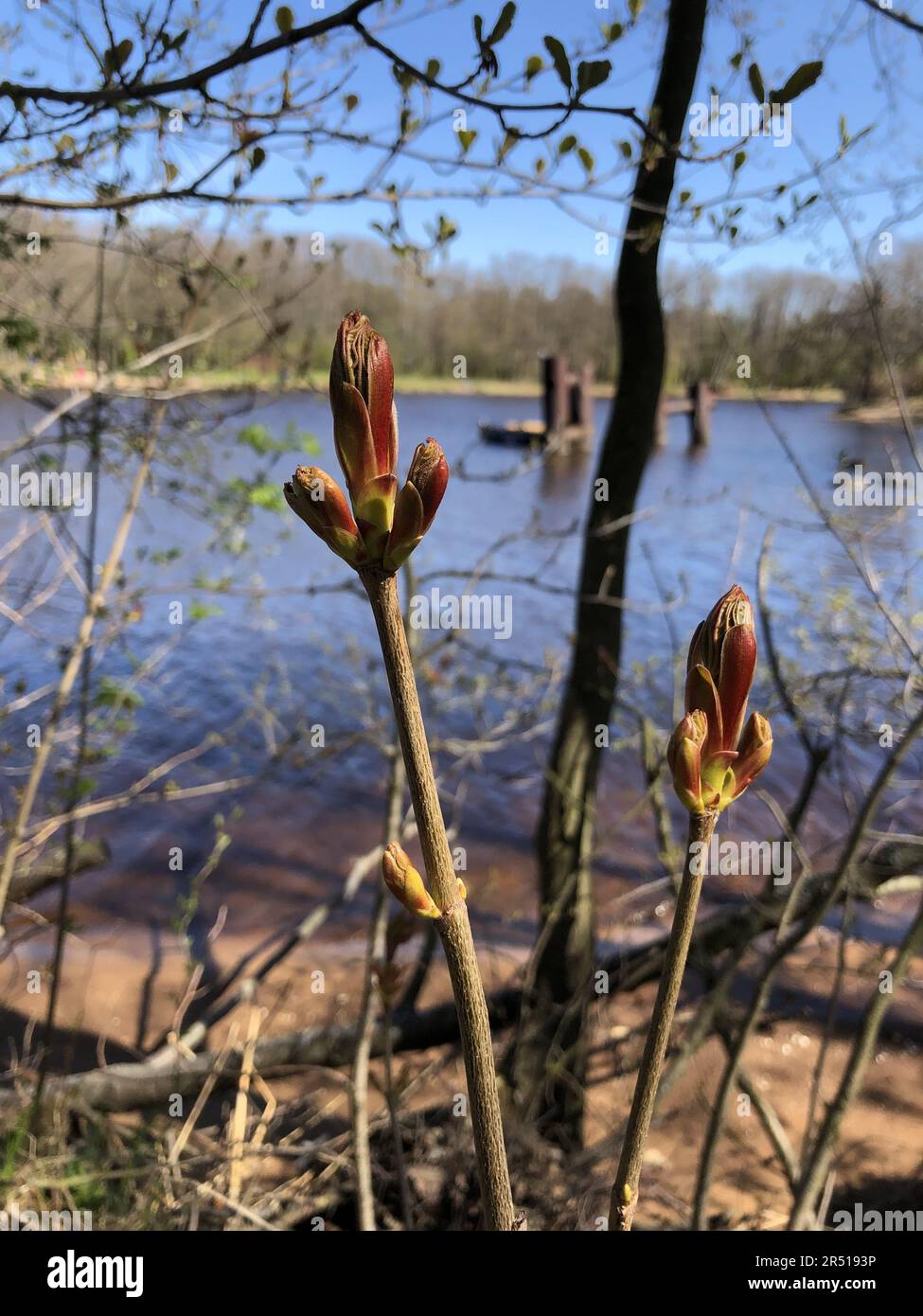 germogli rossi sui rami, la natura primaverile prende vita sotto i raggi del caldo sole primaverile Foto Stock
