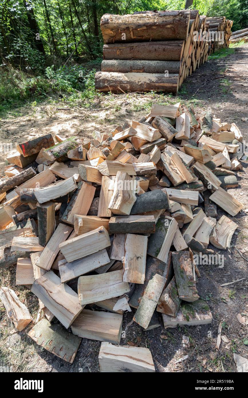 un mucchio di tronchi tagliati di fronte ad un mucchio di tronchi nella foresta Foto Stock