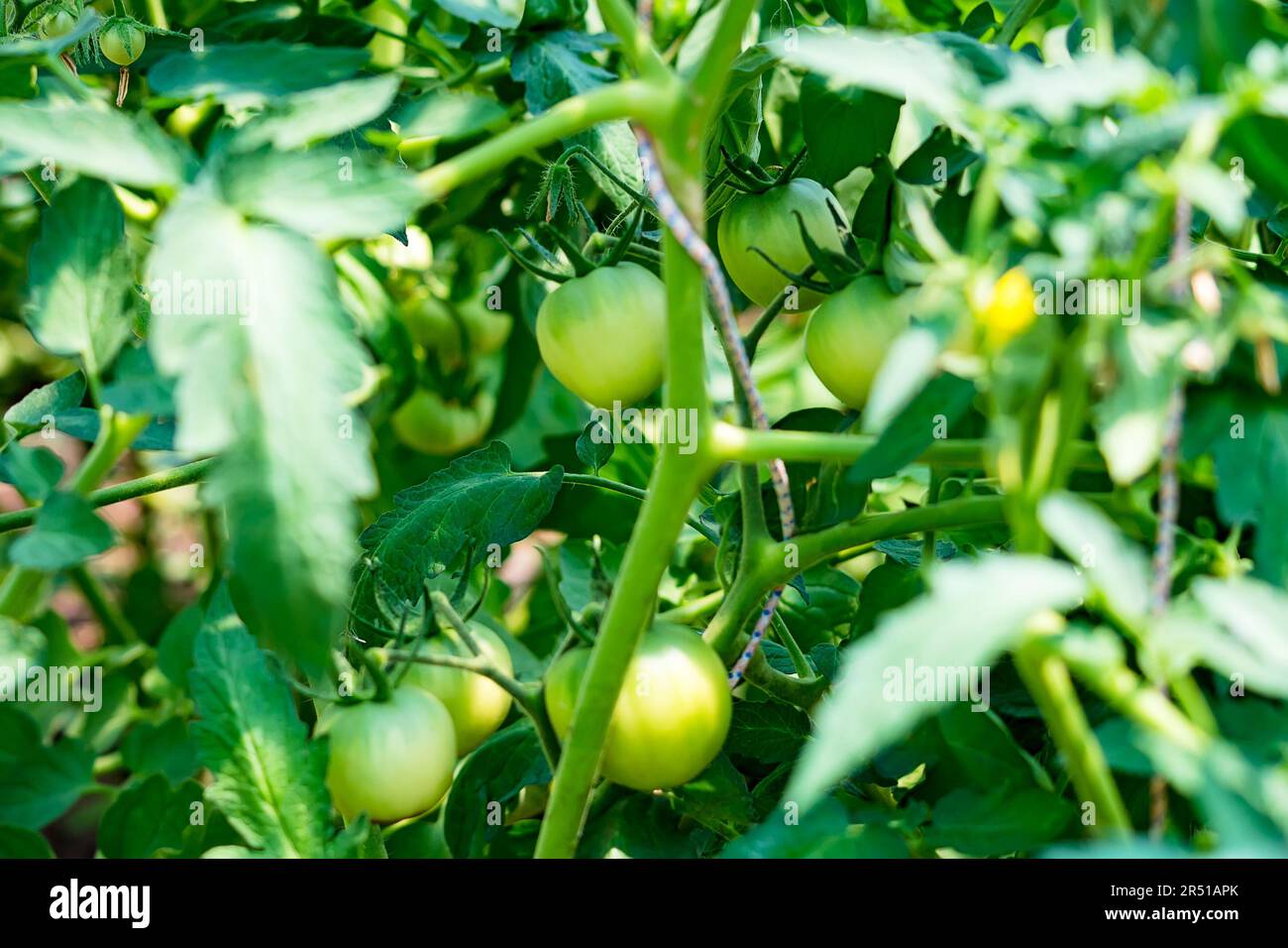 Pomodori verdi di vite. Pomodori verdi non maturi sul cespuglio. Pomodori sulla vite, pomodori che crescono sui rami Foto Stock