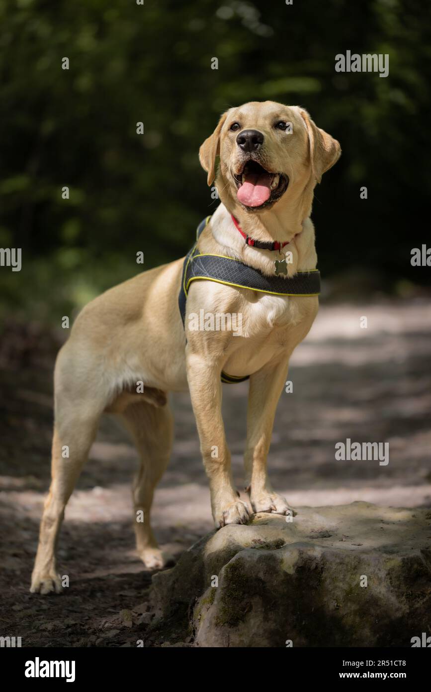 Bel giovane cane Labrador Retriever dorato godendo di una passeggiata avventurosa attraverso la foresta boscosa pausa per posare su una grande pietra con spazio copia Foto Stock