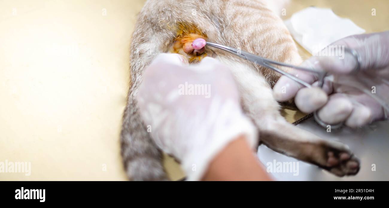 Mani del veterinario con guanti che tengono e tagliano i testicoli di gatto. Foto Stock