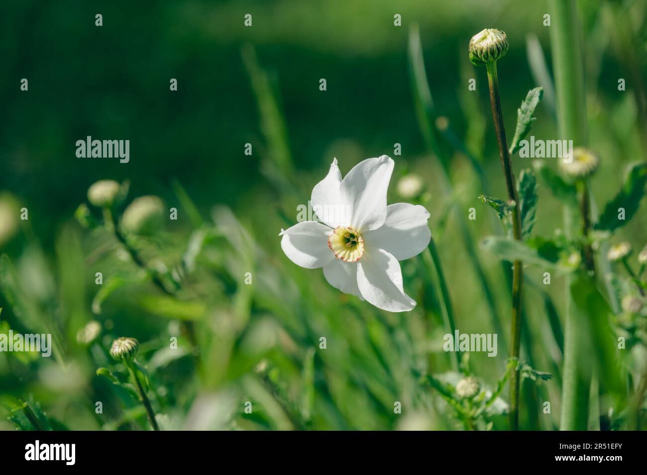 Narciso bianche sullo sfondo di aiuole e camomili Foto Stock