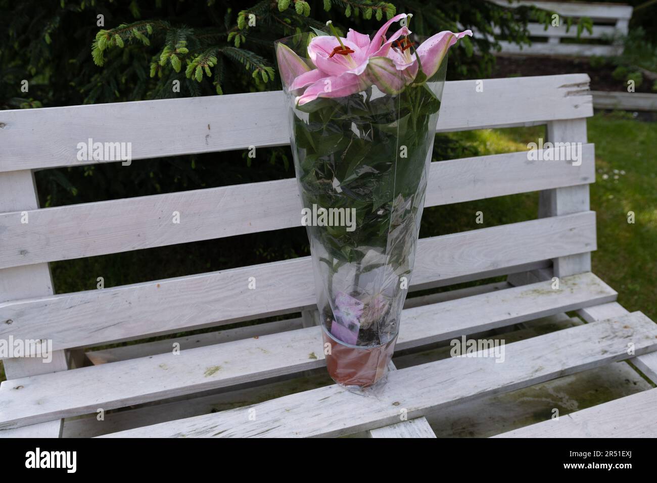 Fiore di giglio in una pentola su mobili pallet in giardino Foto Stock