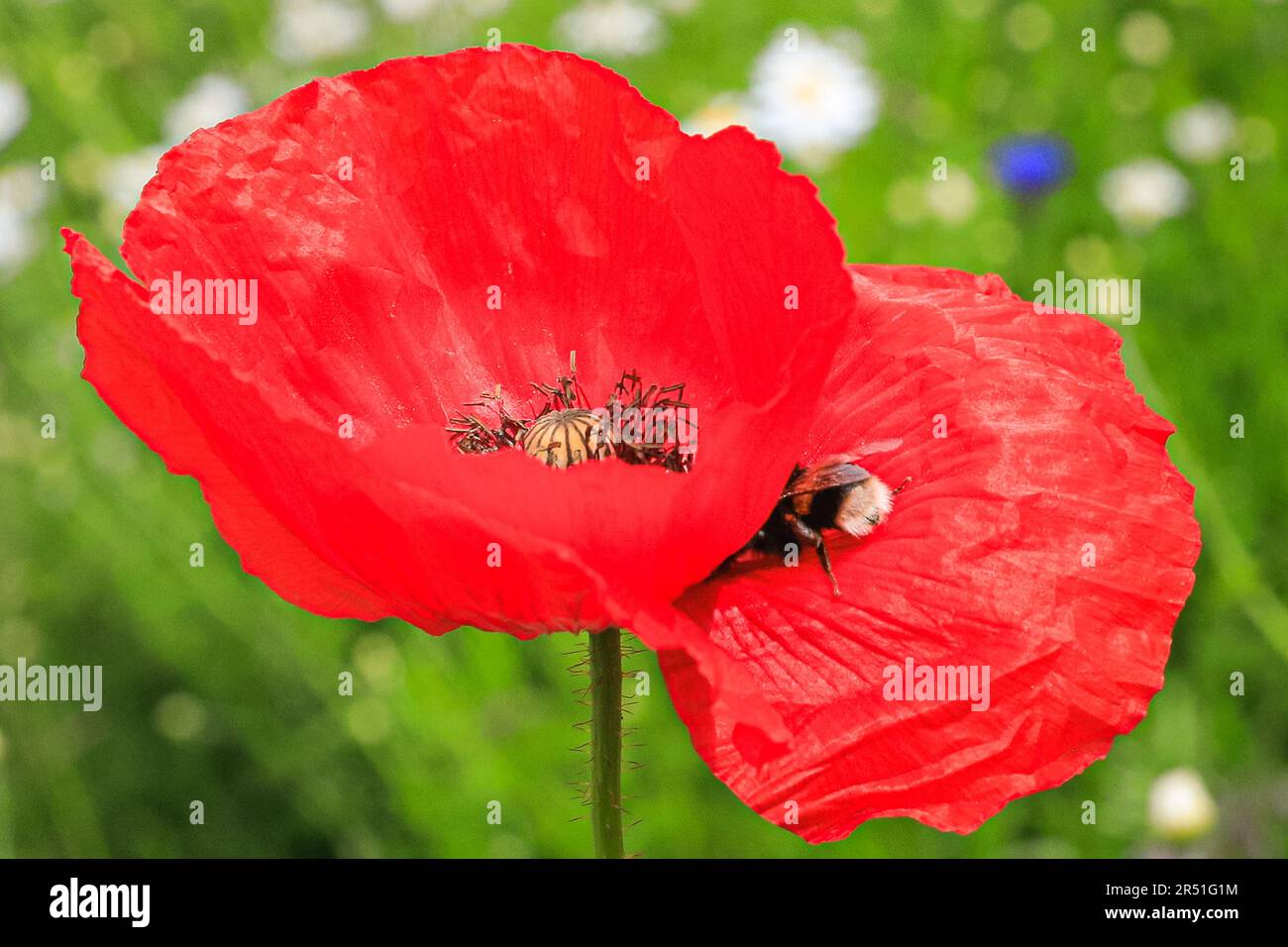 Londra, Regno Unito. 31 maggio 2023. Un bumblebee gira e atterra su un fiore di papavero rosso brillante in uno dei prati di fiori selvatici che non sono falciati, in modo che la fauna selvatica e gli insetti possano essere incoraggiati a stabilire il loro habitat. Crediti: Imageplotter/Alamy Live News Foto Stock