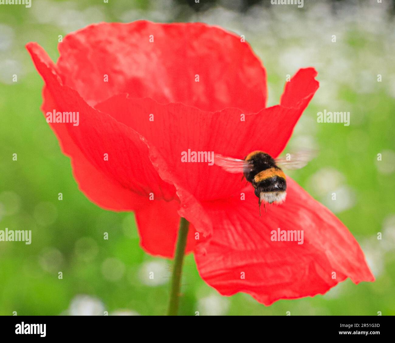 Londra, Regno Unito. 31st maggio, 2023. Un Bumblebee circoli e atterra su un fiore rosso brillante papavero in uno dei prati di fiori selvatici che non sono faldati, in modo che la fauna selvatica e gli insetti possono essere incoraggiati a stabilire il loro habitat. Credit: Imageplotter/EMPICS/Alamy Live News Foto Stock