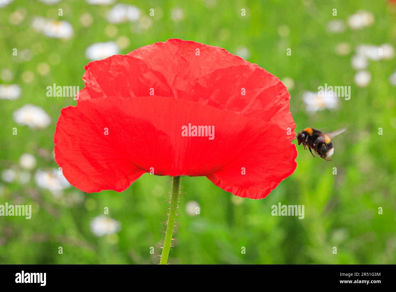 Londra, Regno Unito. 31 maggio 2023. Un bumblebee gira e atterra su un fiore di papavero rosso brillante in uno dei prati di fiori selvatici che non sono falciati, in modo che la fauna selvatica e gli insetti possano essere incoraggiati a stabilire il loro habitat. Crediti: Imageplotter/Alamy Live News Foto Stock