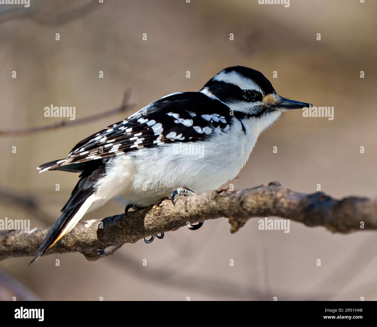 Woodpecker femmina vista laterale aggrappato a un ramo e mostra piumaggio di colore bianco e nero nel suo ambiente e habitat circostante. Foto Stock