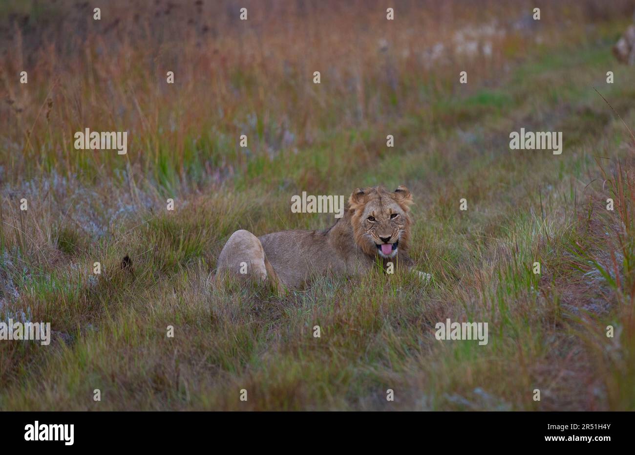 Leone che esce dalla sua lingua nella riserva naturale di Nambiti, Sudafrica Foto Stock