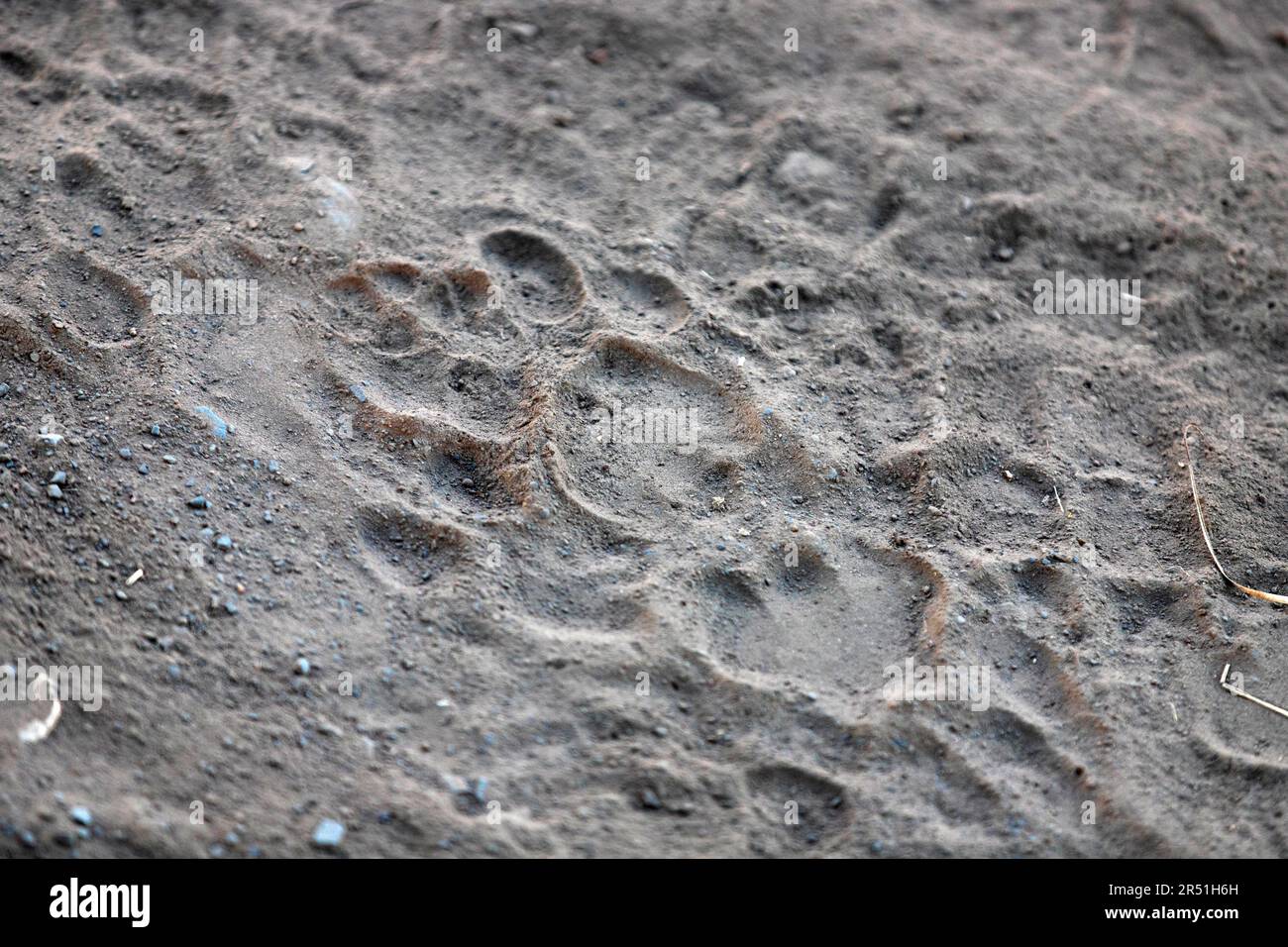 Leone footprint sulla sabbia, riserva naturale di Nambiti, Sudafrica Foto Stock