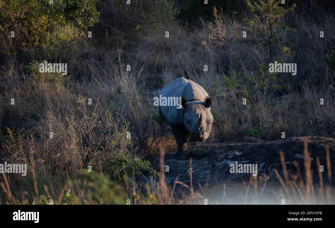 Rinoceronte nero nella riserva naturale di Nambiti, Sudafrica Foto Stock