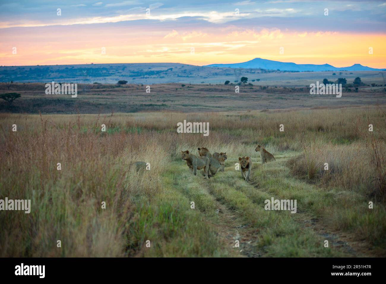 Leone Pride all'alba, Nambiti Game Reserve, Sudafrica Foto Stock