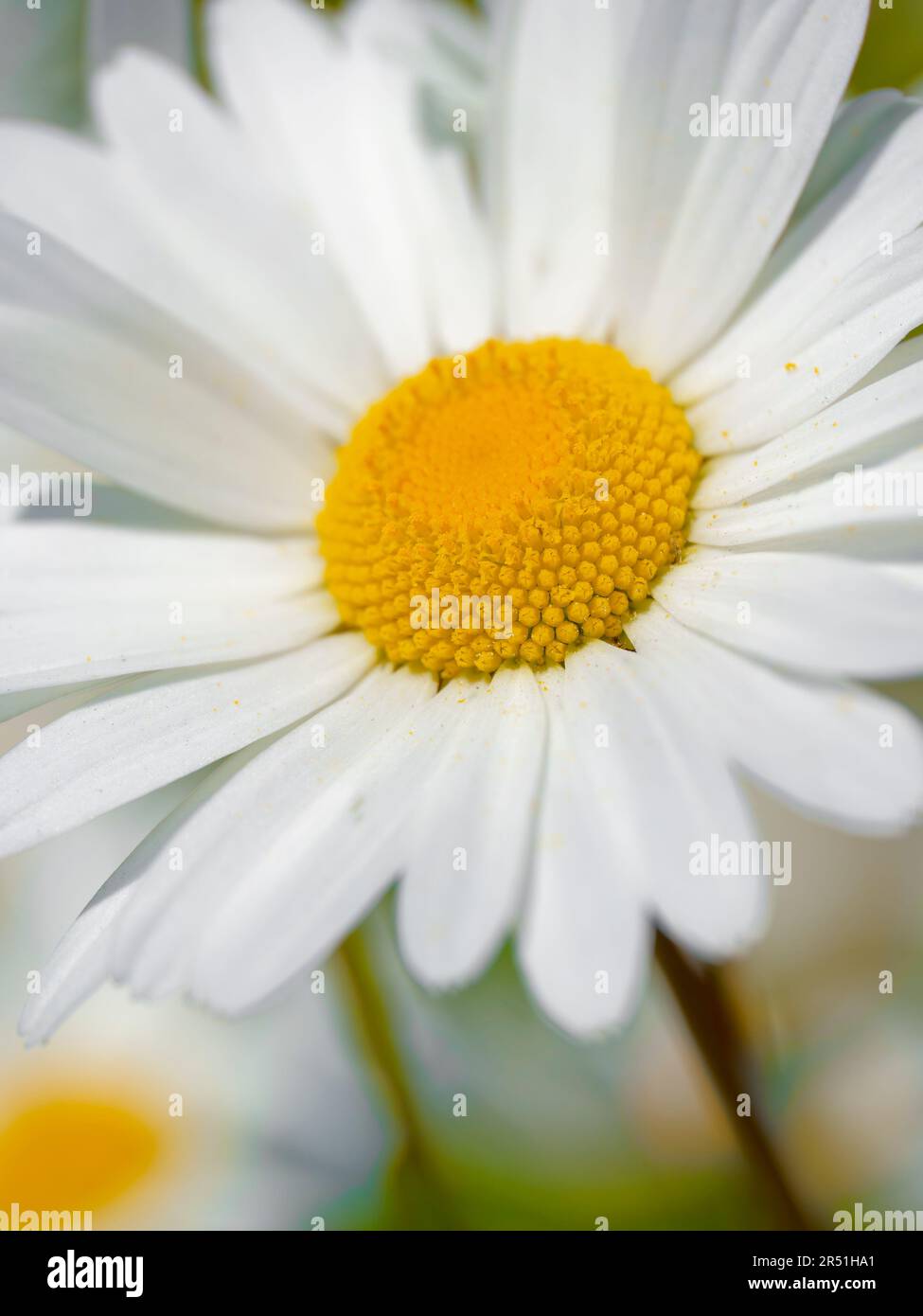 Una Daisy solitaria di Oxeye, (Leucanthemum vulgare), fotografata contro una massa di altri fiori di Oxeye `Daisy Foto Stock