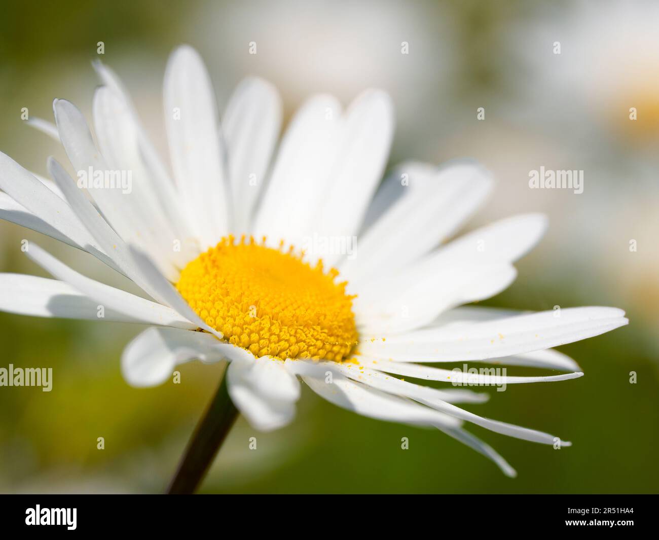 Una Daisy solitaria di Oxeye, (Leucanthemum vulgare), fotografata contro una massa di altri fiori di Oxeye `Daisy Foto Stock