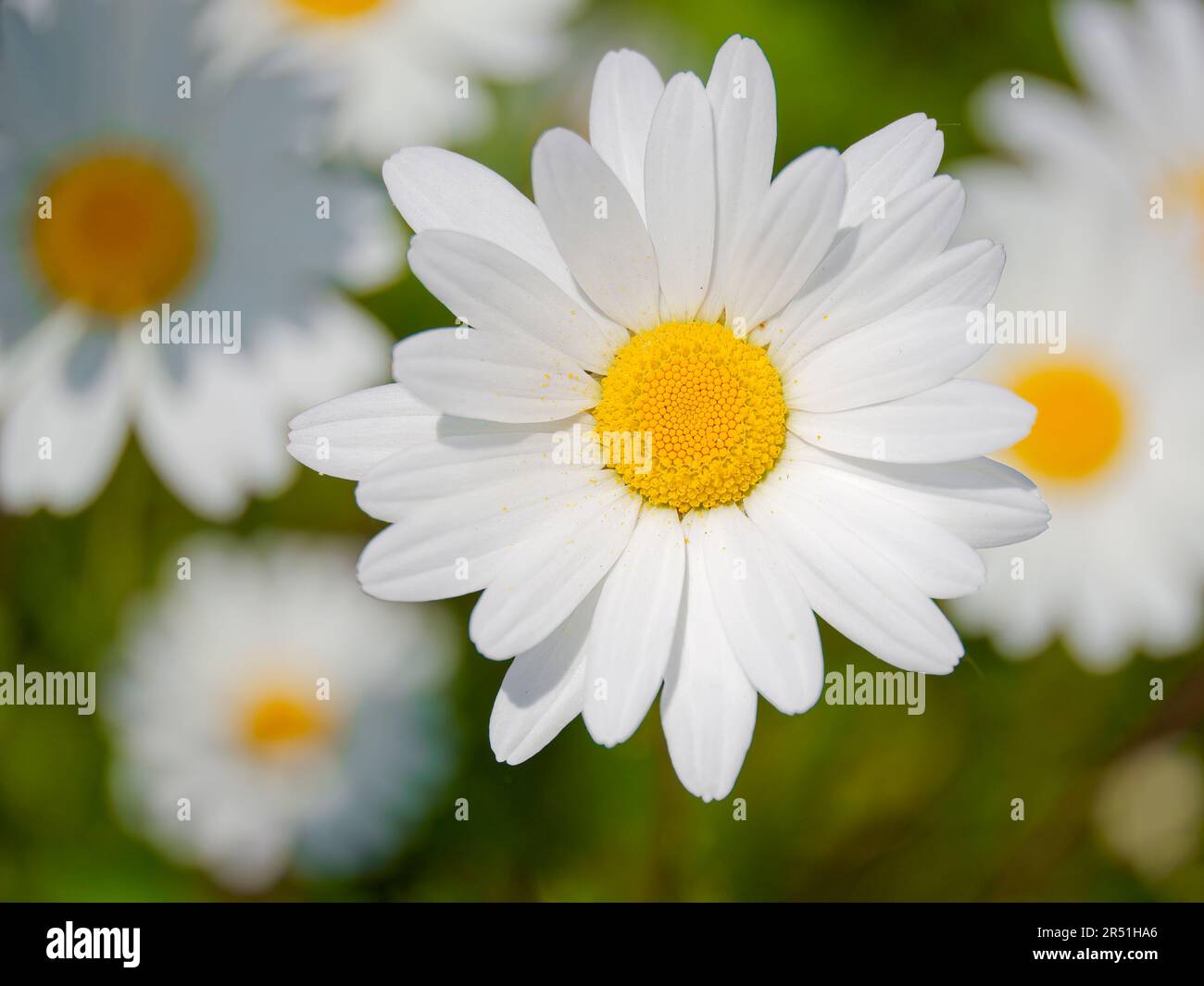 Una Daisy solitaria di Oxeye, (Leucanthemum vulgare), fotografata contro una massa di altri fiori di Oxeye `Daisy Foto Stock