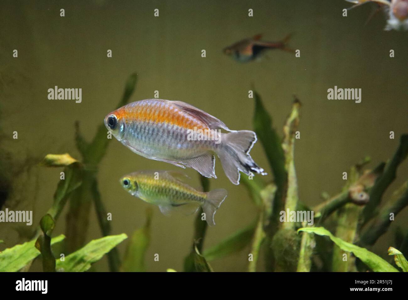 Primo piano di pesci piccoli in un serbatoio di pesce Foto stock