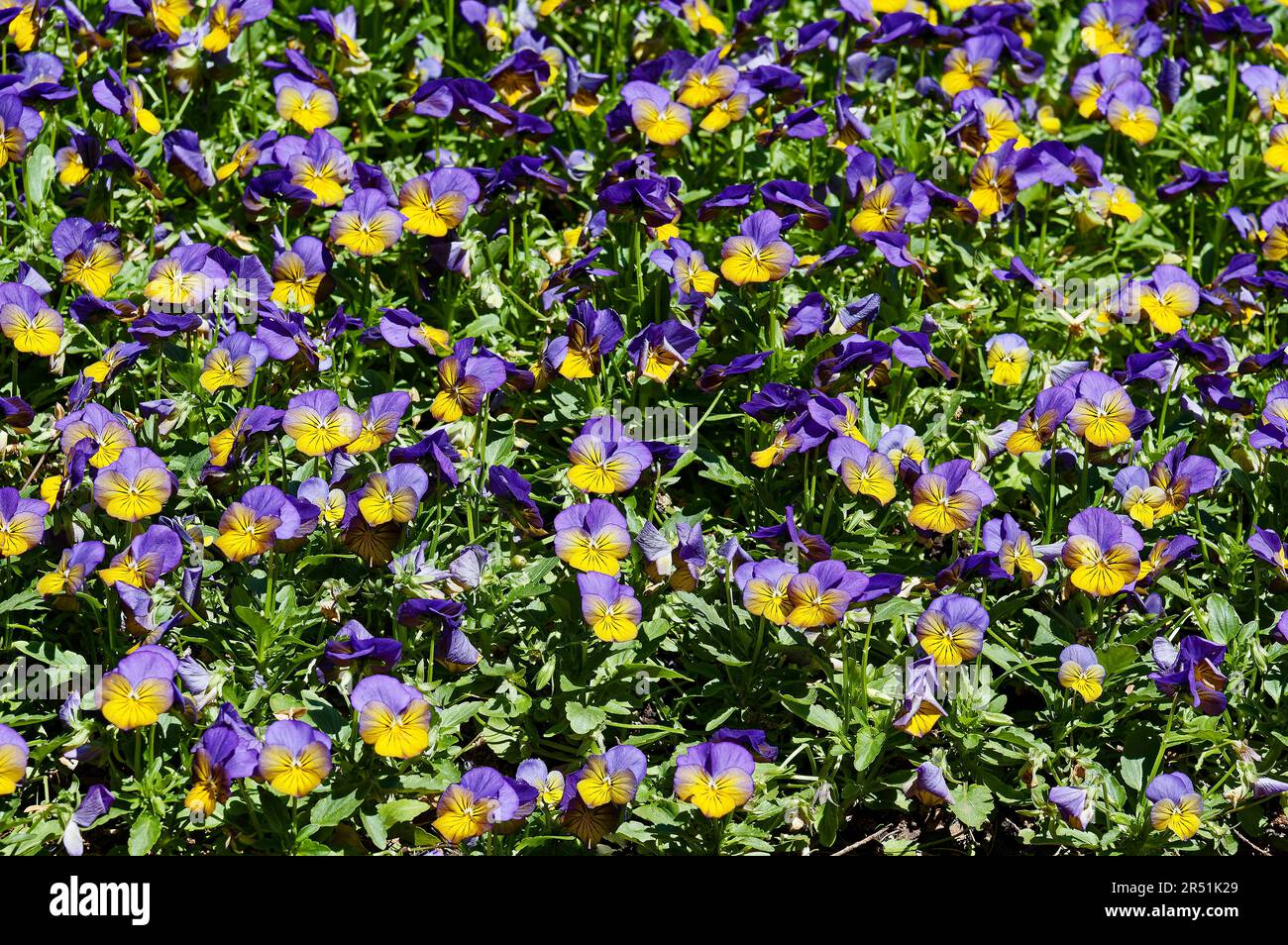 letto di pansies, viola, giallo, foglie verdi, primo piano, Viola x wittrockiana, taglia corta, temperature moderate, fiori coltivati, natura, giardino, s Foto Stock