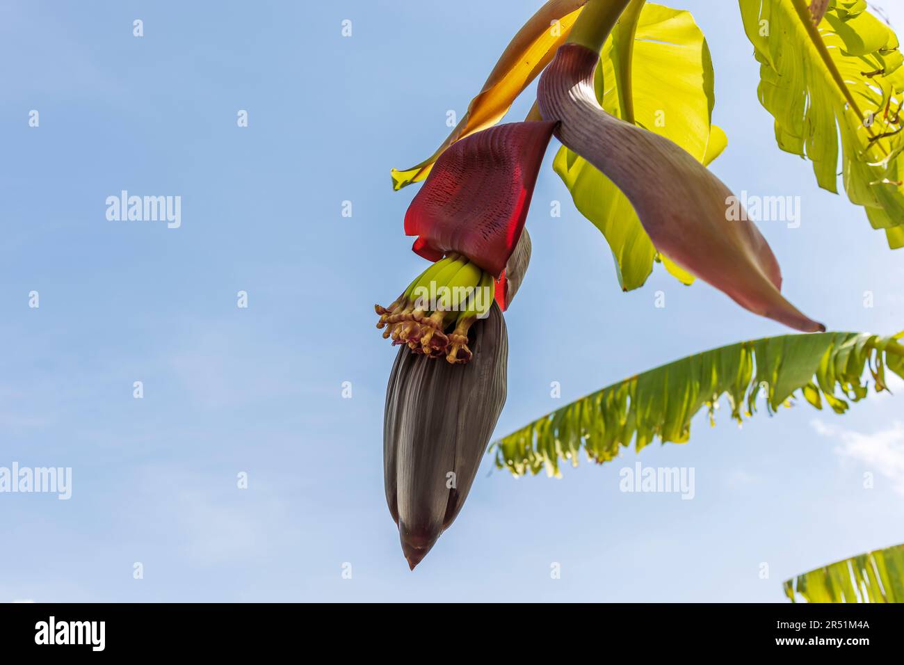 Primo piano di fiori di banana pieno di nettare con cuore di banana. Foto Stock