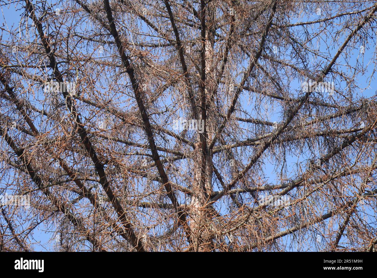 Pino morto contro un cielo blu in un giardino, Szigethalom, Ungheria Foto Stock