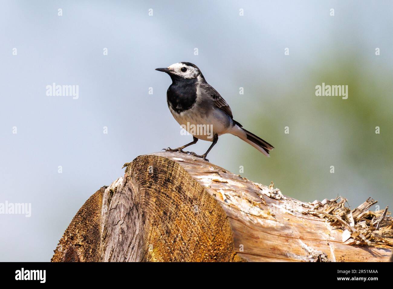 Pied wagtail, Motacilla alba, Sussex, Regno Unito Foto Stock
